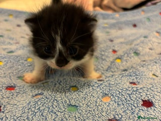 Mixed Breed cats Beautiful kittens for sale 🥰 - Advert 17