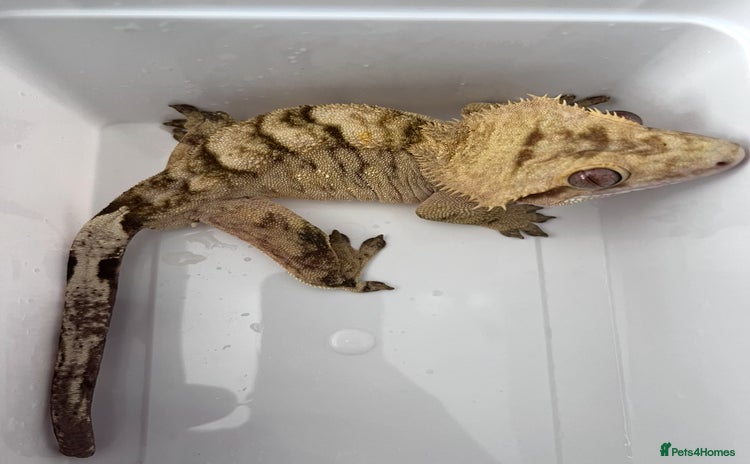 Gecko reptiles - Advert 1