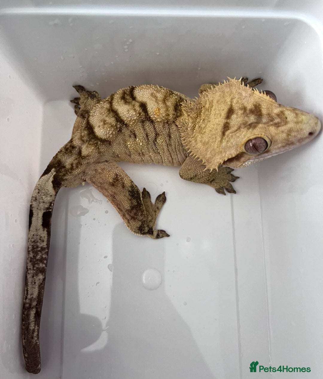 Gecko reptiles for sale: Mix of new Caledonian Geckos - Image 1