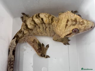 Gecko reptiles - Advert 19