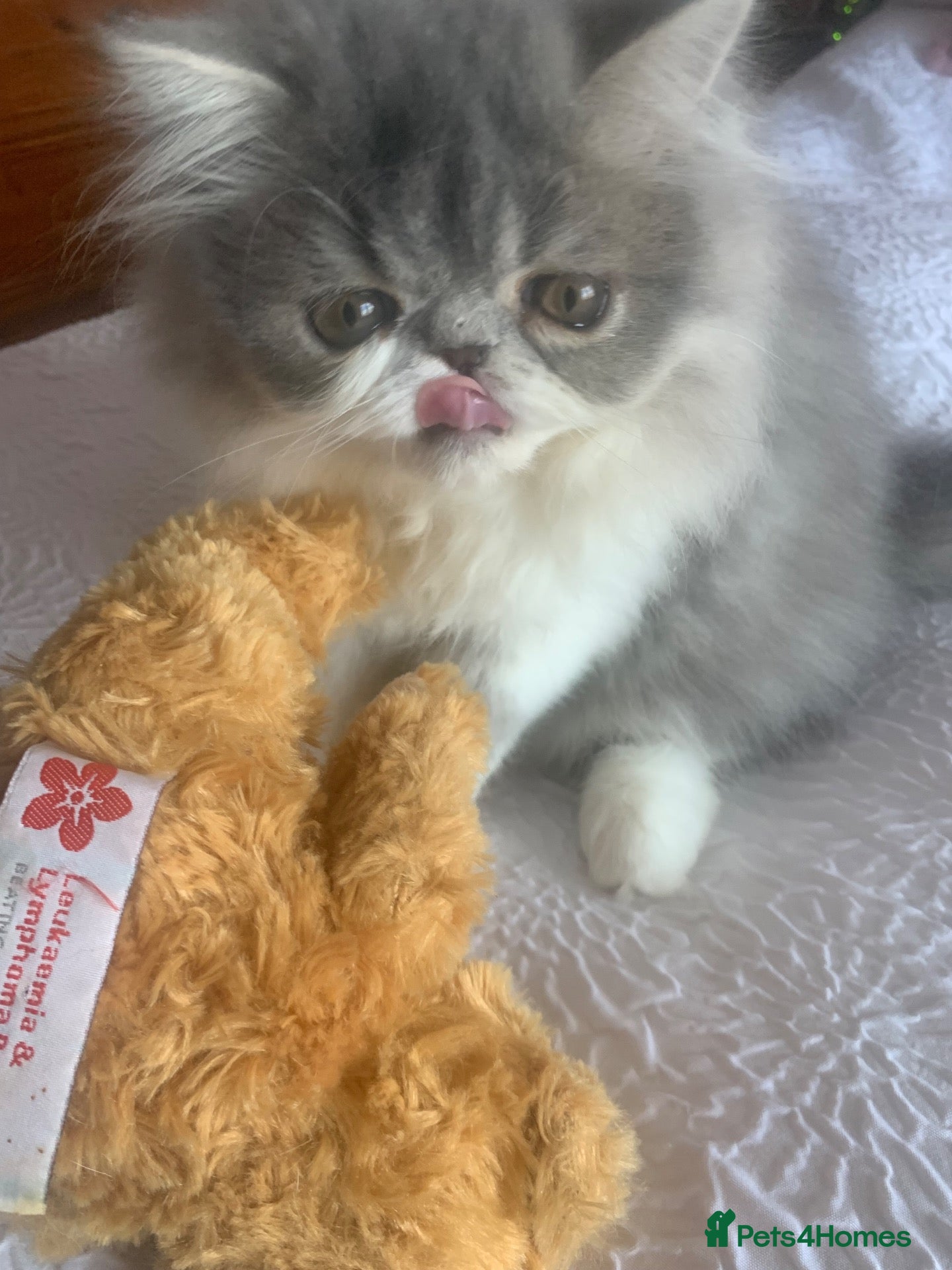 Persian cats Pedigree Persian Kitten (Ready Now) - Advert 1