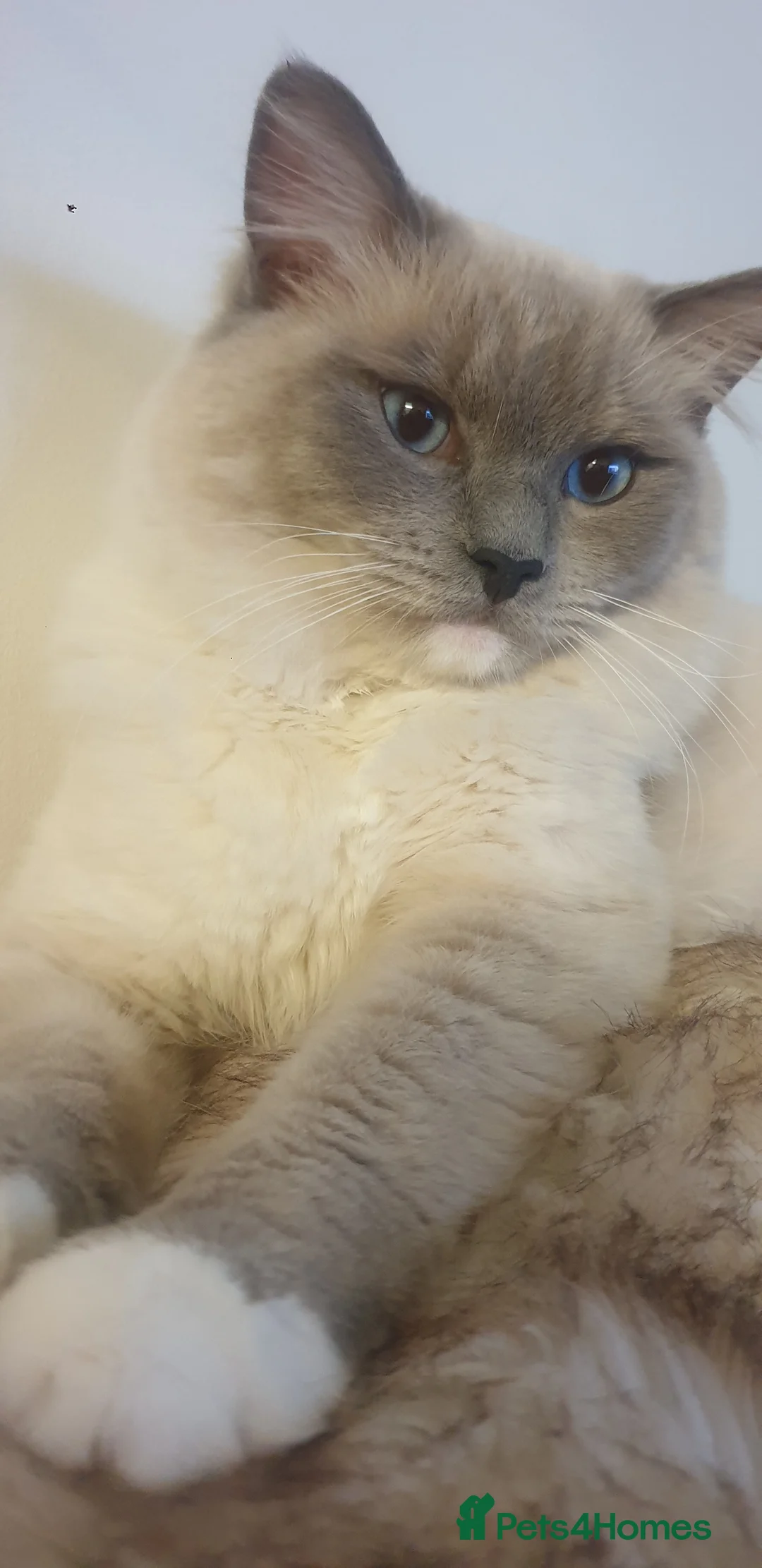 Mixed Breed cats for sale: Ragdoll x Siamese Cat in Hereford - Advert 2