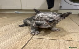 French Bulldog dogs for sale: 4 French bulldogs 2 fluffy - Image 18