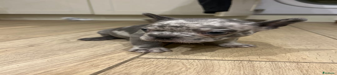 French Bulldog Puppy 2