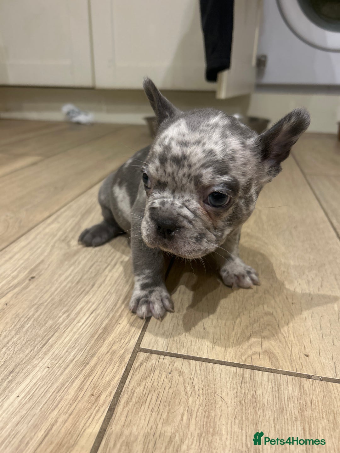 French Bulldog dogs for sale: 4 French bulldogs 2 fluffy - Image 18