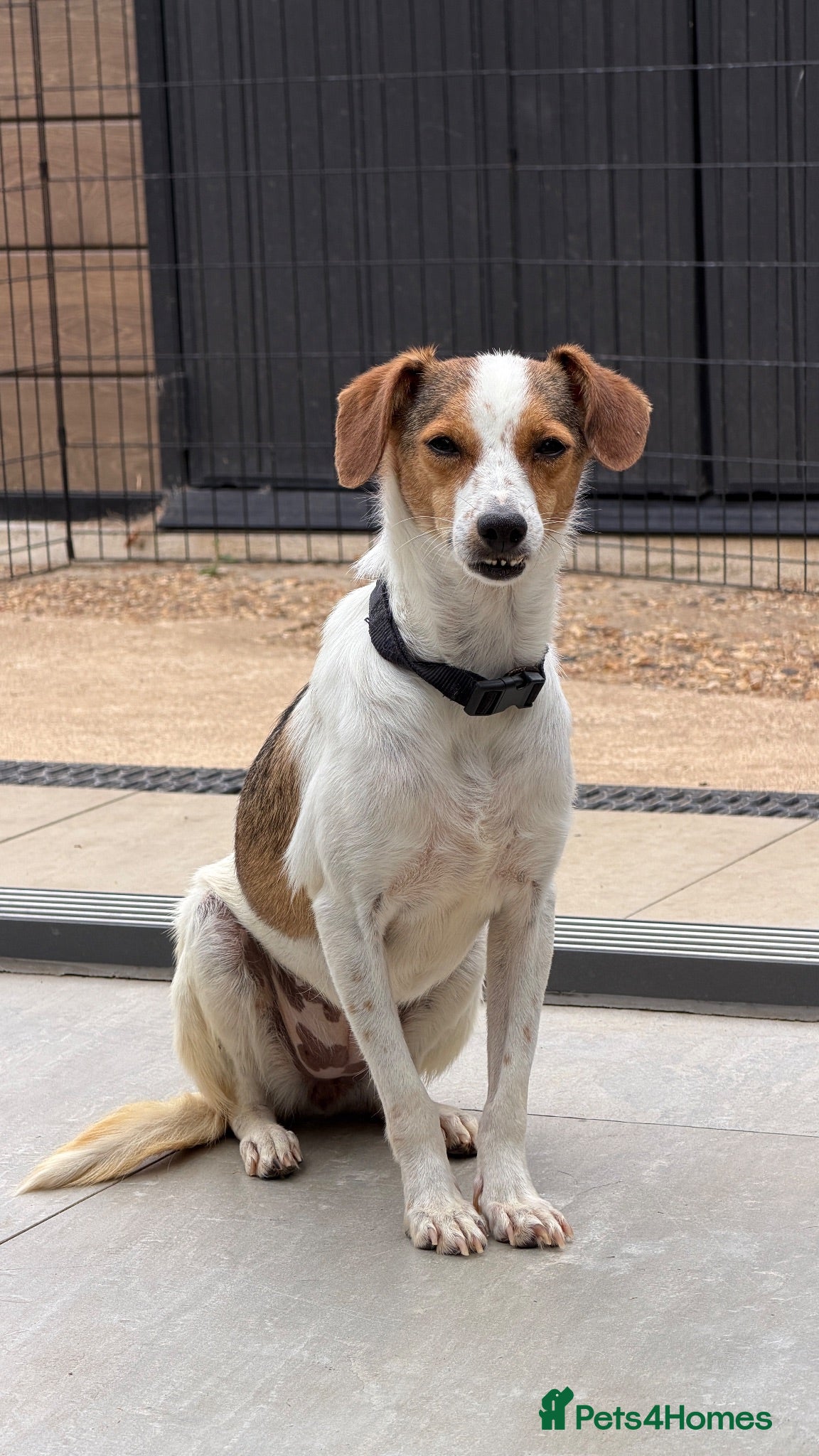 Mixed Breed dogs Gentle | House Trained | Goofy & Sweet - Advert 1