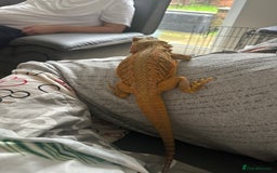 Bearded Dragon reptiles for sale: Bearded dragon  - Image 2