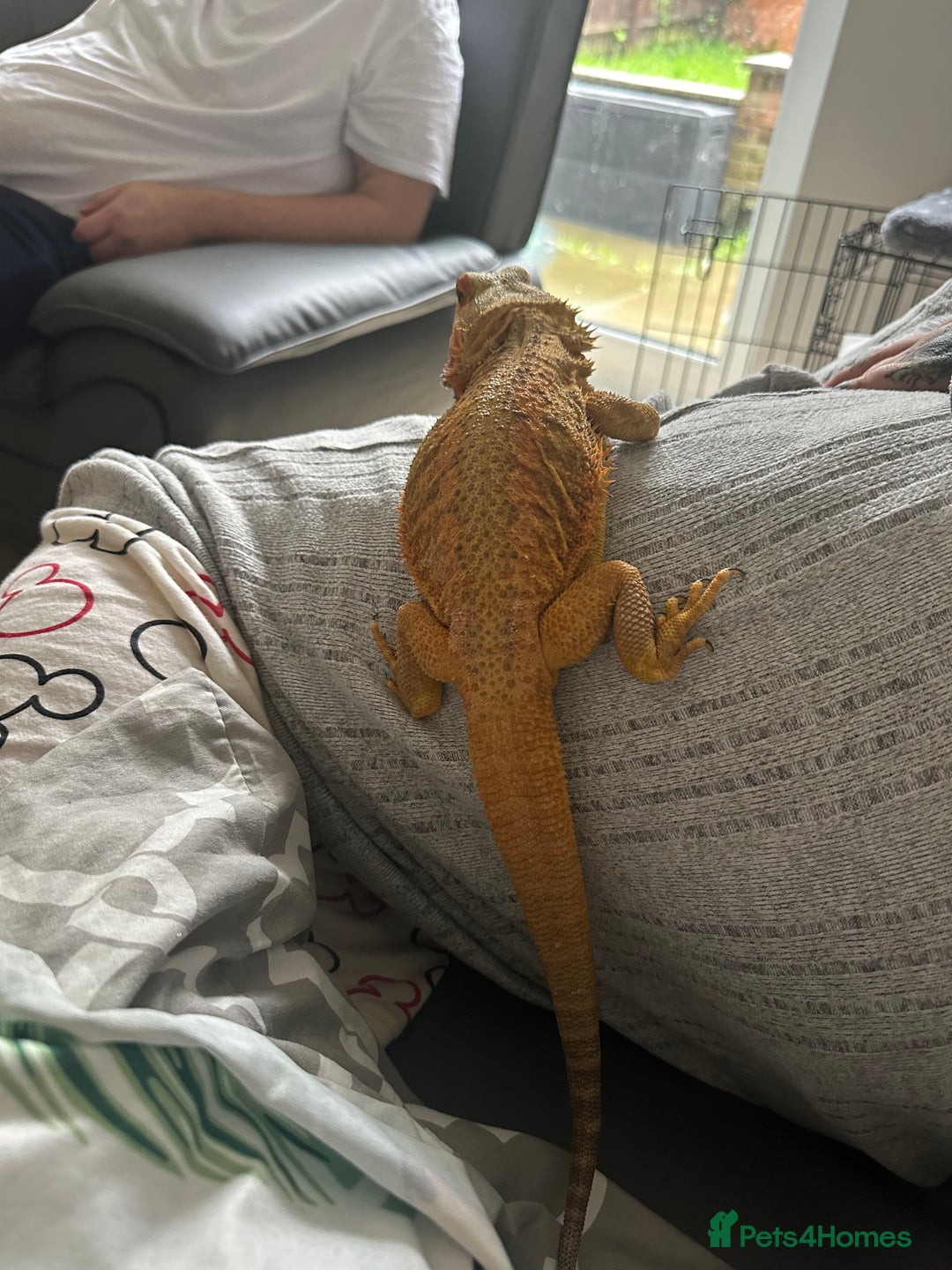 Bearded Dragon reptiles for sale: Bearded dragon  - Image 2
