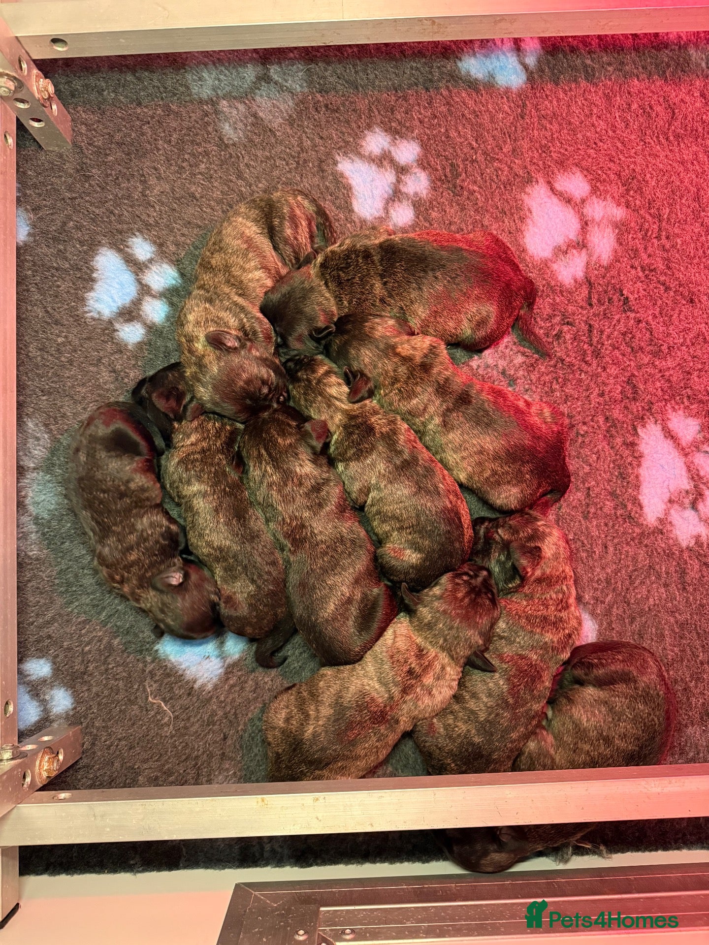 Glen of Imaal Terrier dogs Glen of Imaal Terrier Puppies - Advert 8