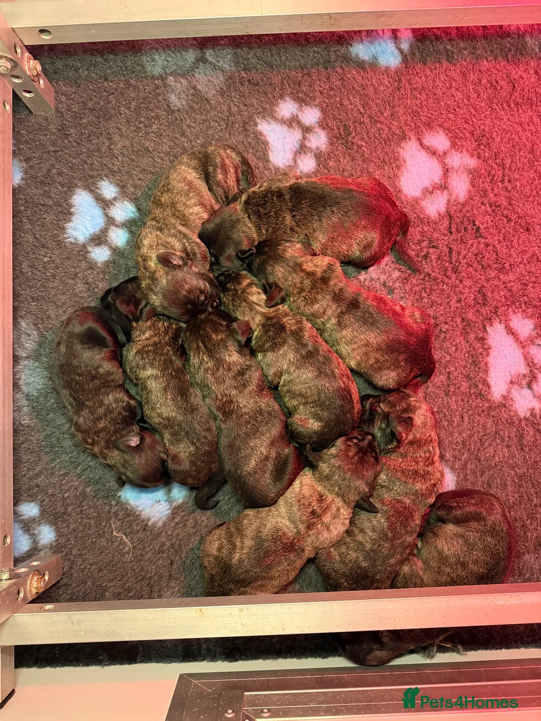 Glen of Imaal Terrier dogs for sale: Glen of Imaal Terrier Puppies - Advert 1
