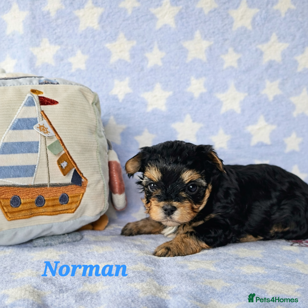 Yorkshire Terrier dogs Stunning Colourful yorkies  - Advert 17