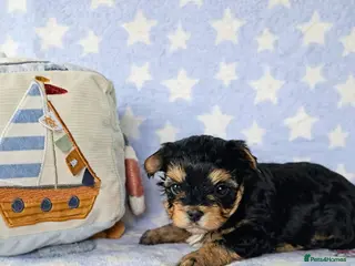 Yorkshire Terrier dogs Stunning Colourful yorkies - Advert 17