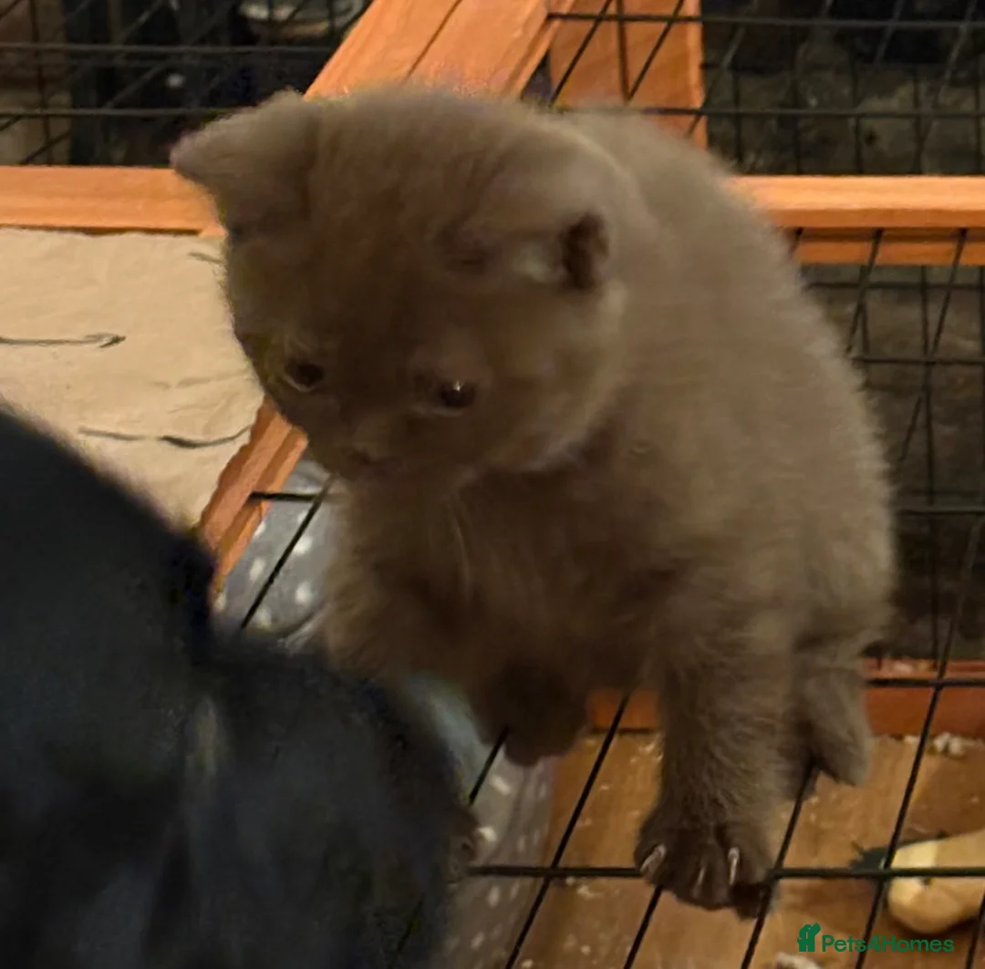 British Shorthair cats for sale: Three stunning female chocolate kittens available  - Advert 12