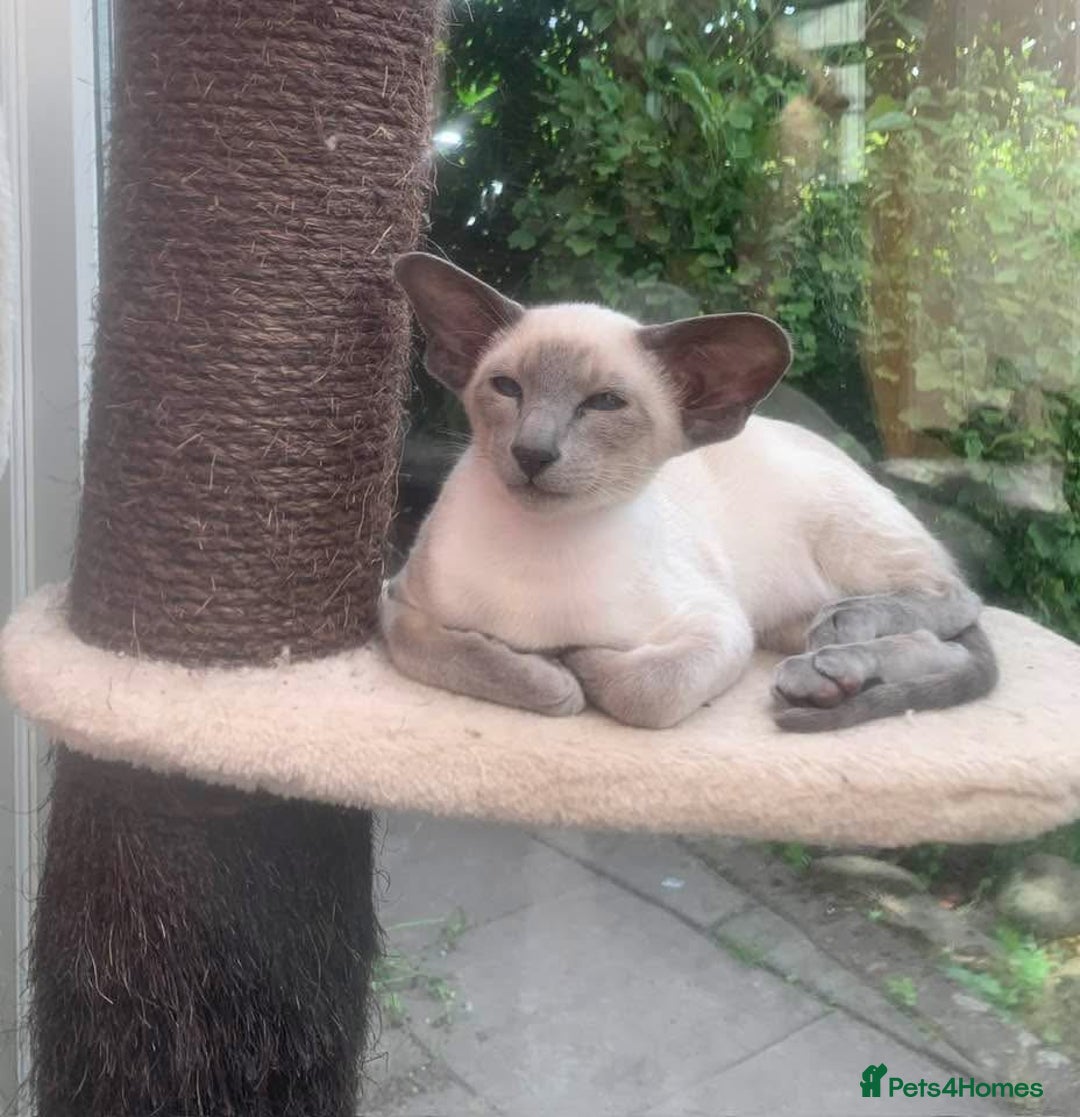 Oriental cats for sale: Gorgeous Black Tabby Male Kitten - Advert 6