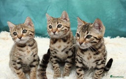 Bengal cats for sale: 🔥Stunning Bengal Kittens last little girl left 🔥 - Image 19