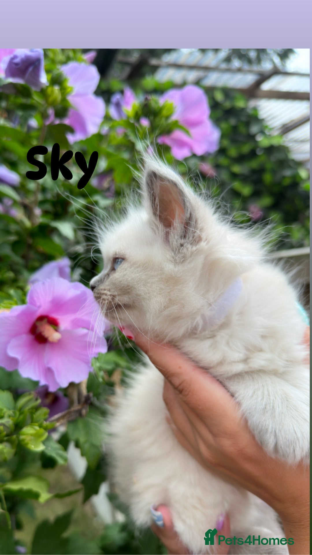 Ragdoll cats for sale: Pure breed ragdolls . Ready to leave SOON  - Image 10