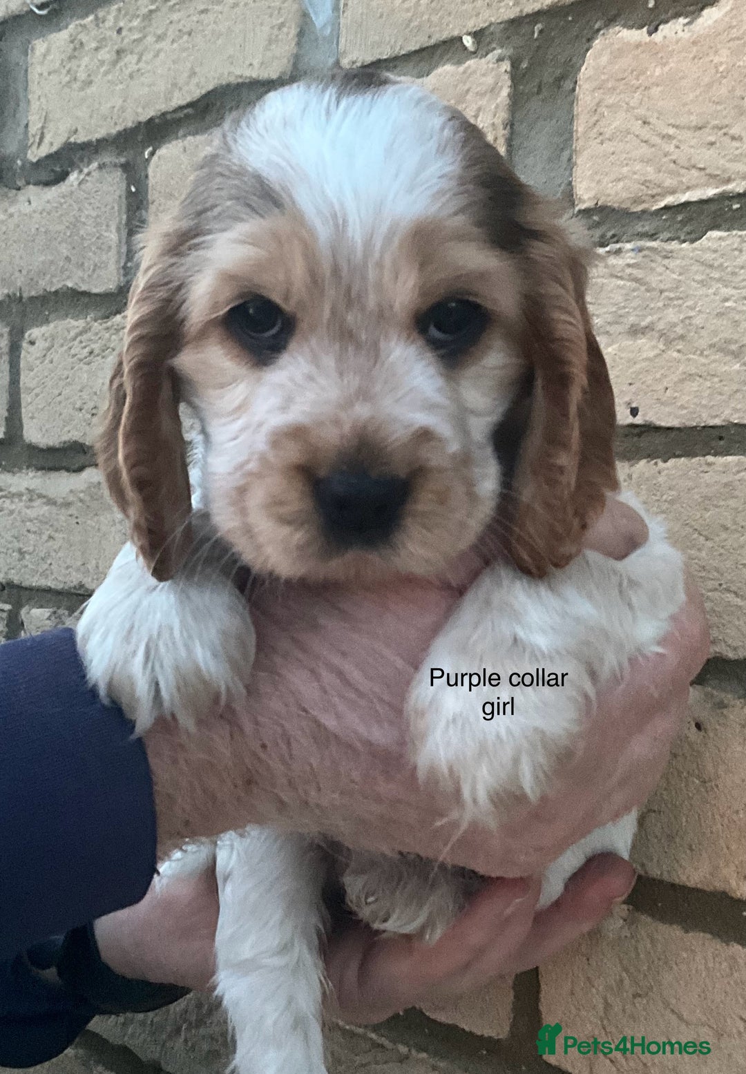 Cocker Spaniel dogs for sale: Stunning Litter of Show Cocker Spaniel Puppies  - Advert 9