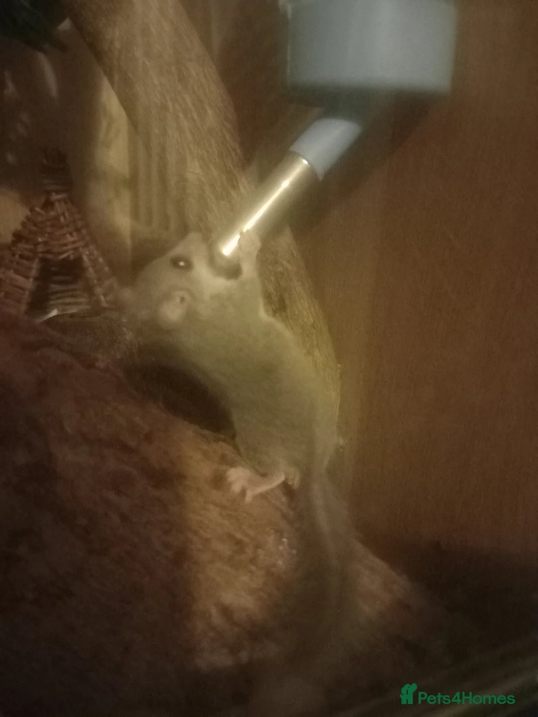 Mouse rodents for sale: 3 African pygmy dormice (Micro squirrels) in Tenbury Wells - Advert 2