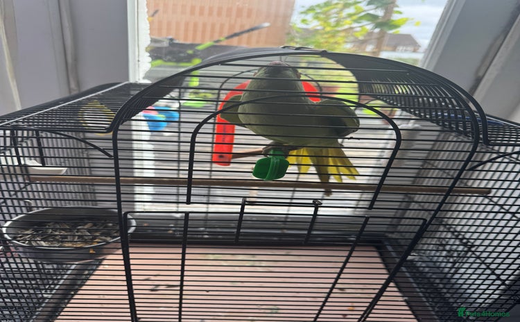 Parrots birds - Advert 1