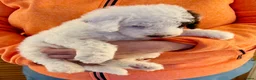 Labradoodle dogs for sale: Curly F1b Labradoodles Health tested parents  - Advert 22