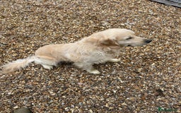Golden Retriever dogs for sale: Fantastic litter of golden retriever puppies - Image 6