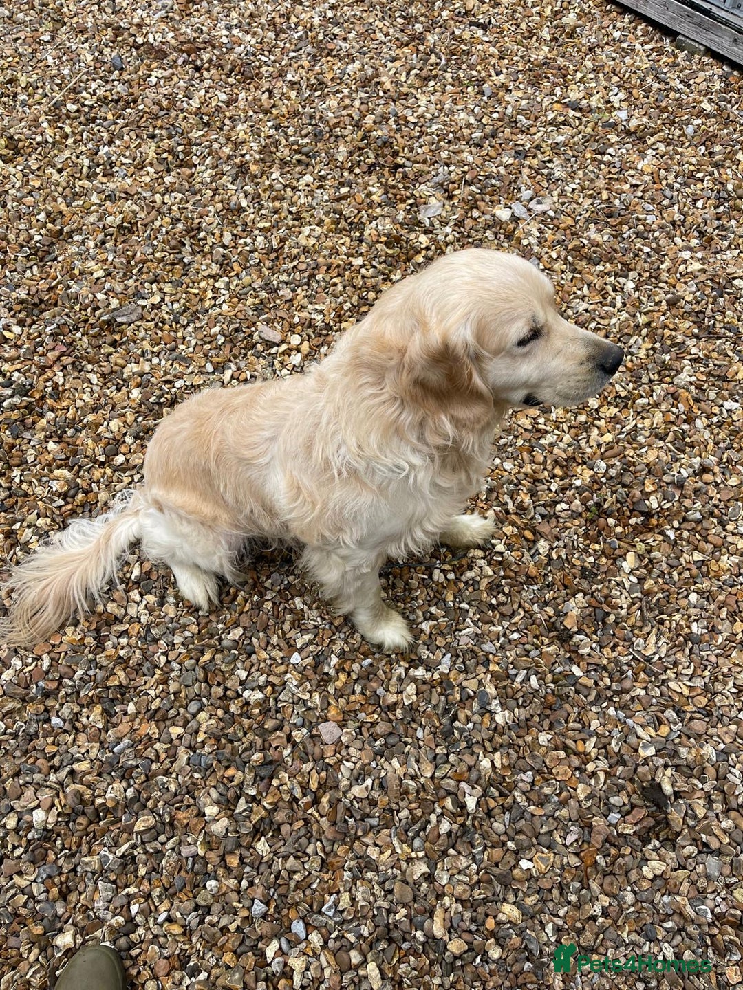 Golden Retriever dogs for sale: Fantastic litter of golden retriever puppies - Image 6