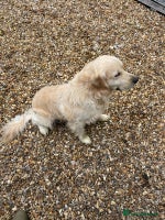 Golden Retriever dogs Fantastic litter of golden retriever puppies - Advert 1