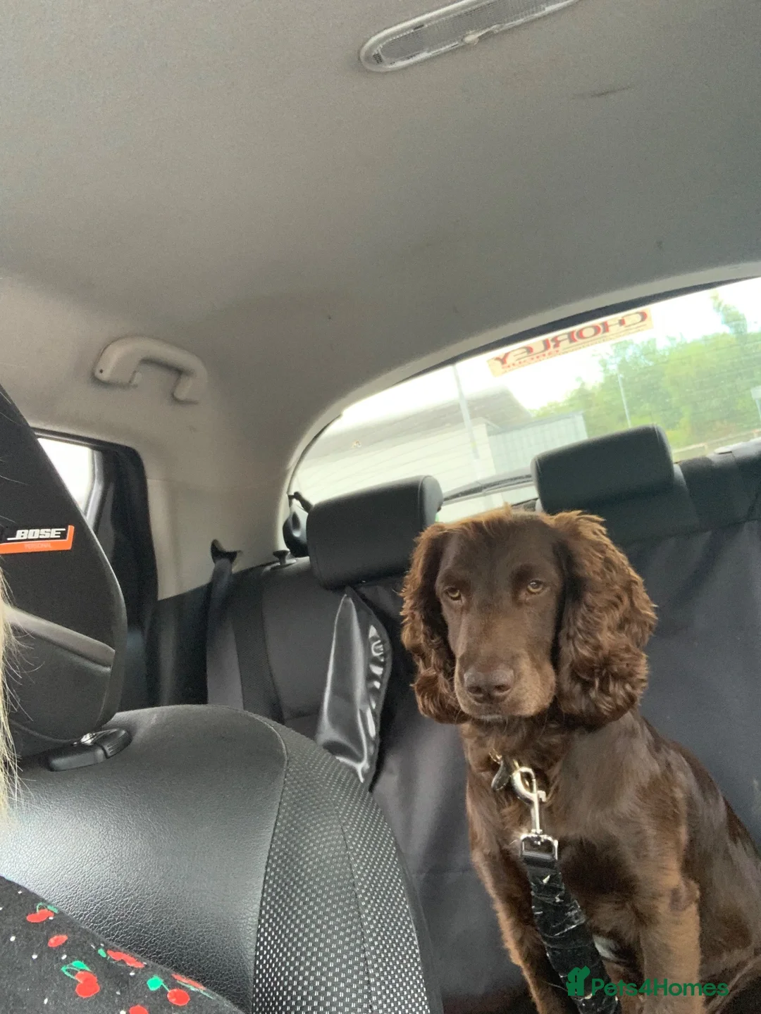 Mixed Breed dogs for sale: Cockapoo  - Advert 5