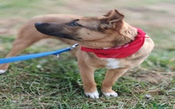 Mixed Breed dogs for adoption: 💙Lord – a 7-month-old lower-medium boy💙 - Advert 6