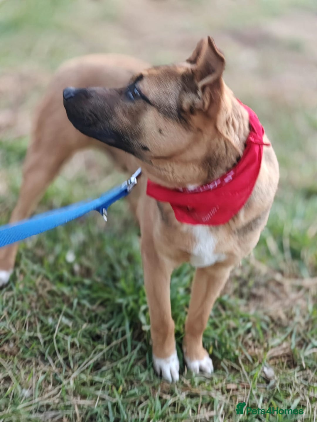 Mixed Breed dogs for adoption: 💙Lord – a 7-month-old lower-medium boy💙 - Advert 6