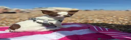 Chihuahua dogs for stud: Purebred Chihuahua Male for Stud  - Advert 9