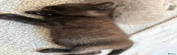 Ragdoll cats for sale: Ragdoll x British Shorthair blue kittens  - Advert 18