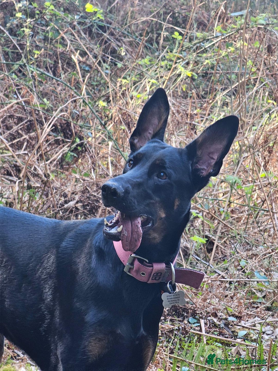 Mixed Breed dogs for sale: 2yr old dobermanX for sale  - Advert 4