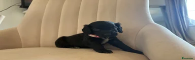 Cockapoo 5