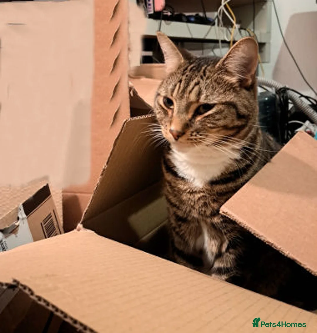 Mixed Breed cats for adoption: LEO.. - Advert 2