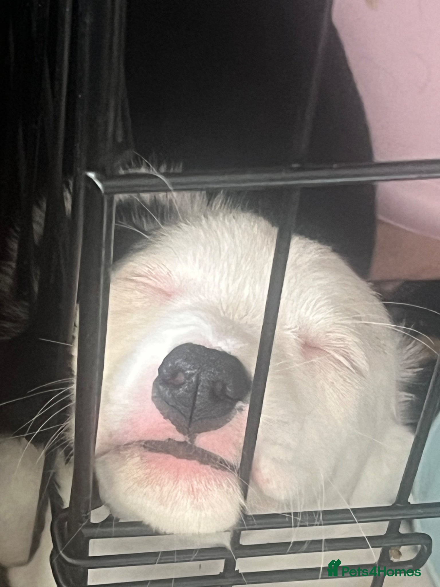 Mixed Breed dogs 2 beautiful girl puppies for sale - Advert 1