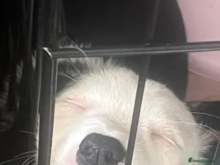 Mixed Breed dogs 2 beautiful girl puppies for sale - Advert 1