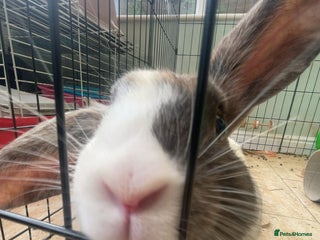 Harlequin rabbits - Advert 3