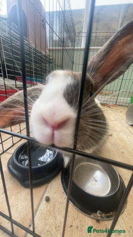 Harlequin rabbits - Advert 9