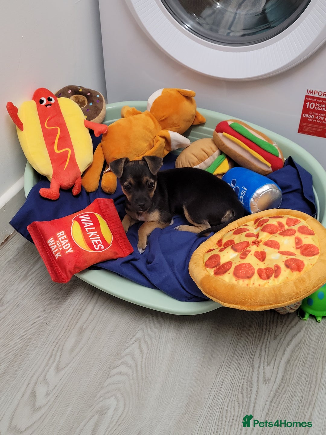 Mixed Breed dogs for sale: Chihuahua x jack males - Image 6