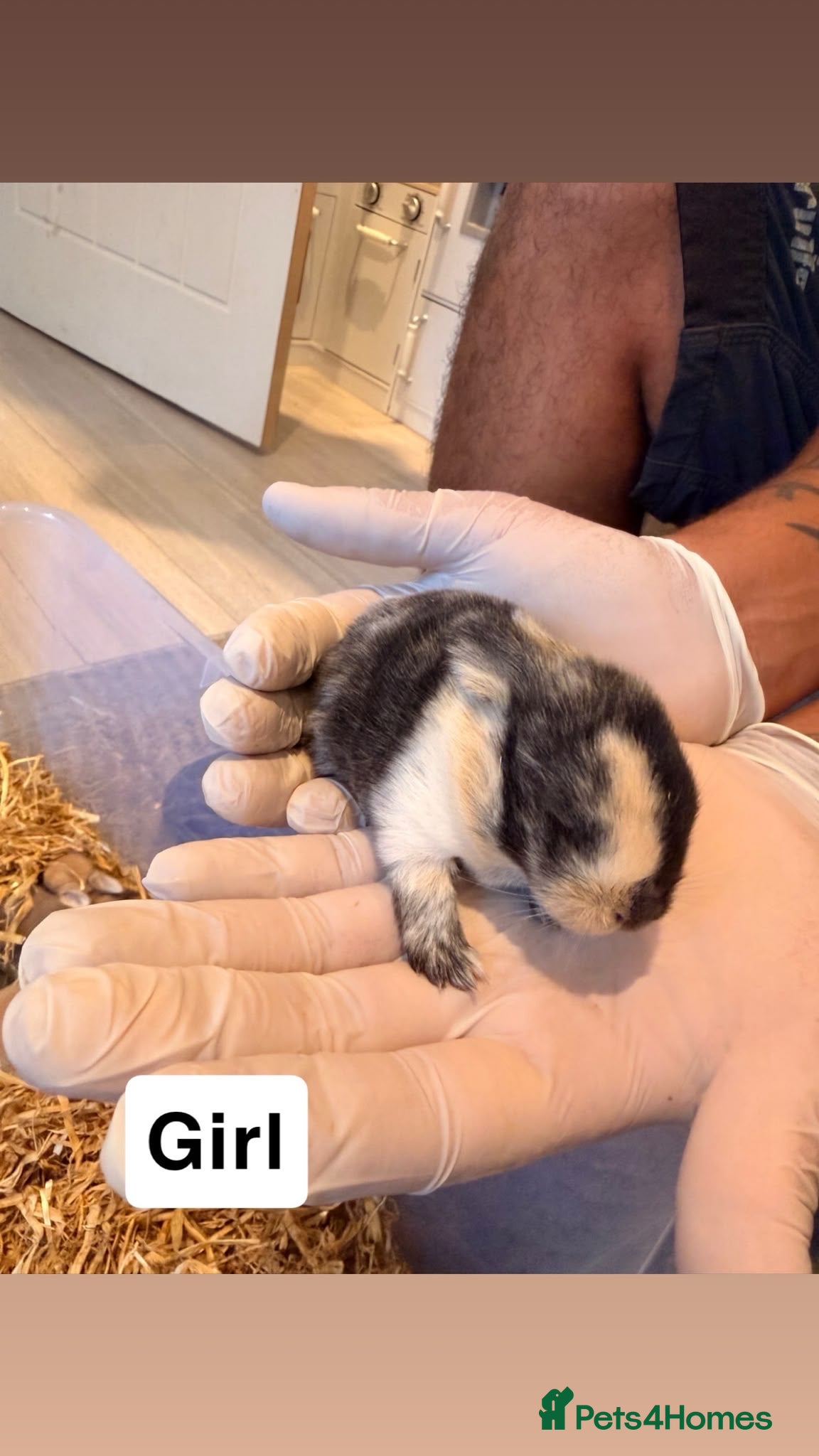 French Lop rabbits French lop babies  - Advert 1