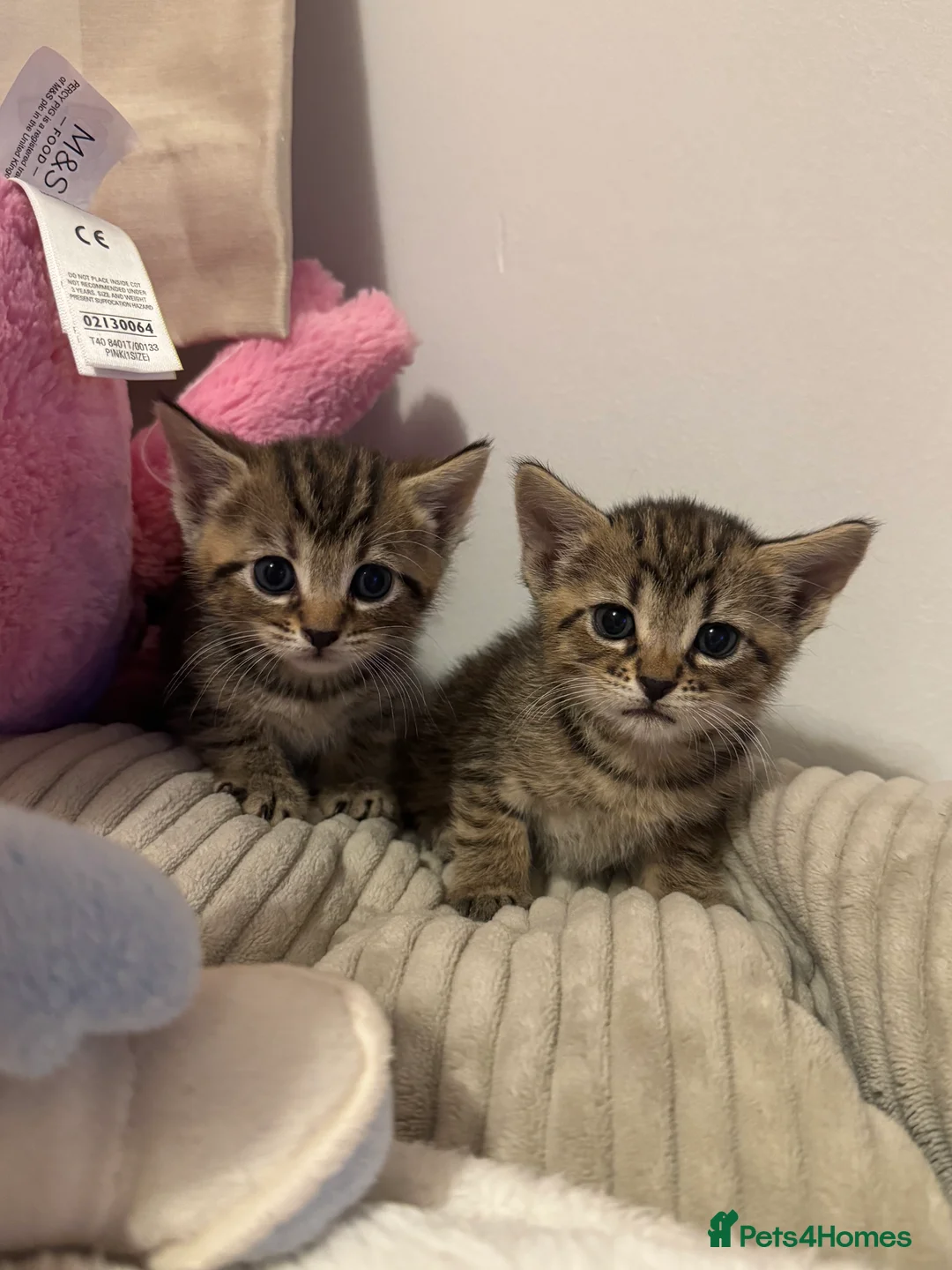 Mixed Breed cats for sale: British short hair/longhair mixed Maine coon - Advert 7