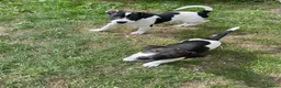 Jack Russell dogs for sale: 2 beautiful male Jack Russells - Advert 5