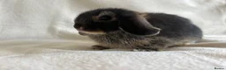 Mini Lop rabbits for sale: Mini Lops Ready to Leave Now - Advert 8