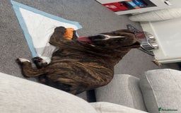 Staffordshire Bull Terrier dogs for sale: Rolo NEED URGENTLY GONE - Image 1