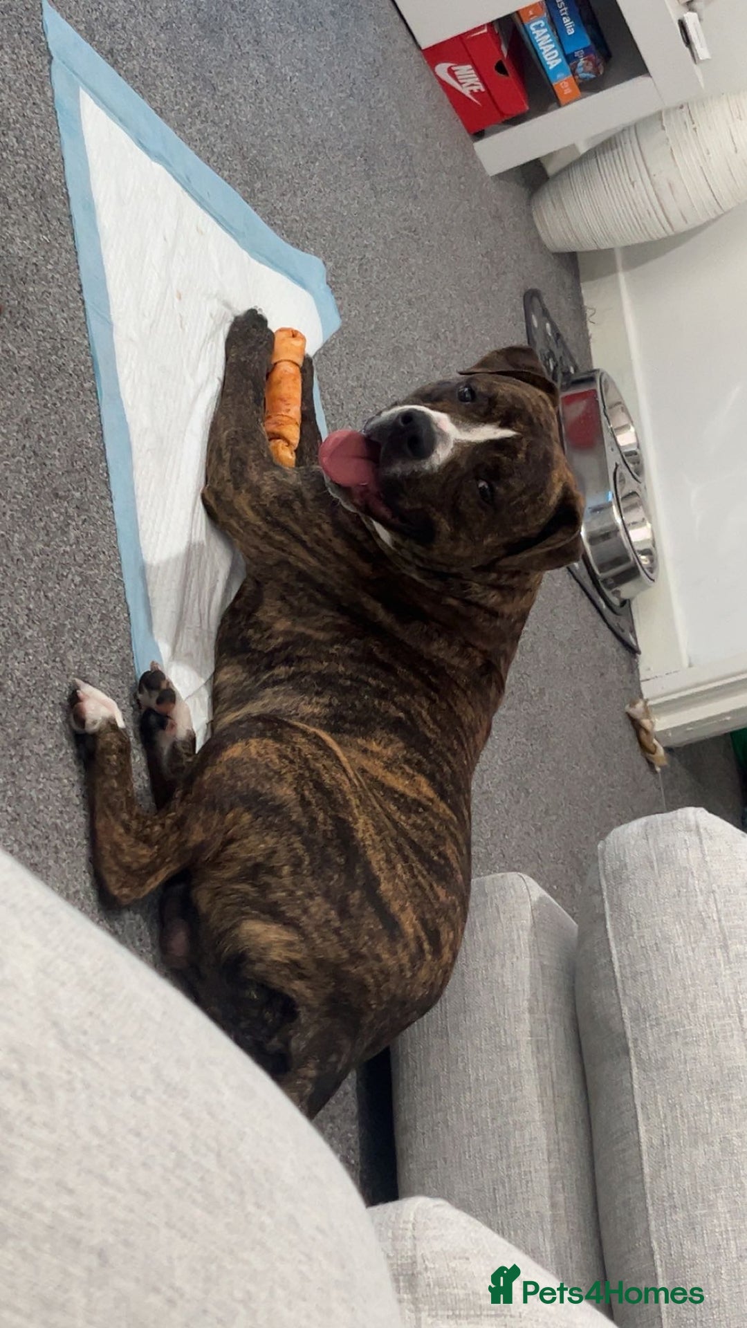 Staffordshire Bull Terrier dogs for sale: Rolo NEED URGENTLY GONE - Image 1