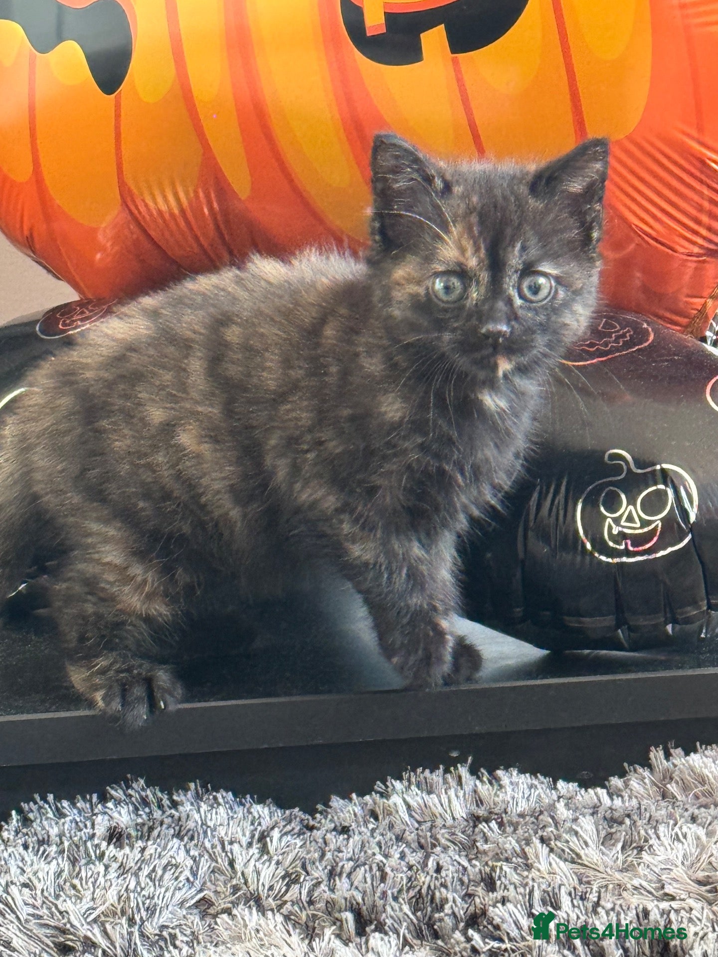 Mixed Breed cats for sale: Persian cross kittens  - Advert 5