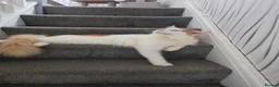 Maine Coon cats for stud: DUAL REGISTERED PROVEN  XXL BOY - Advert 2
