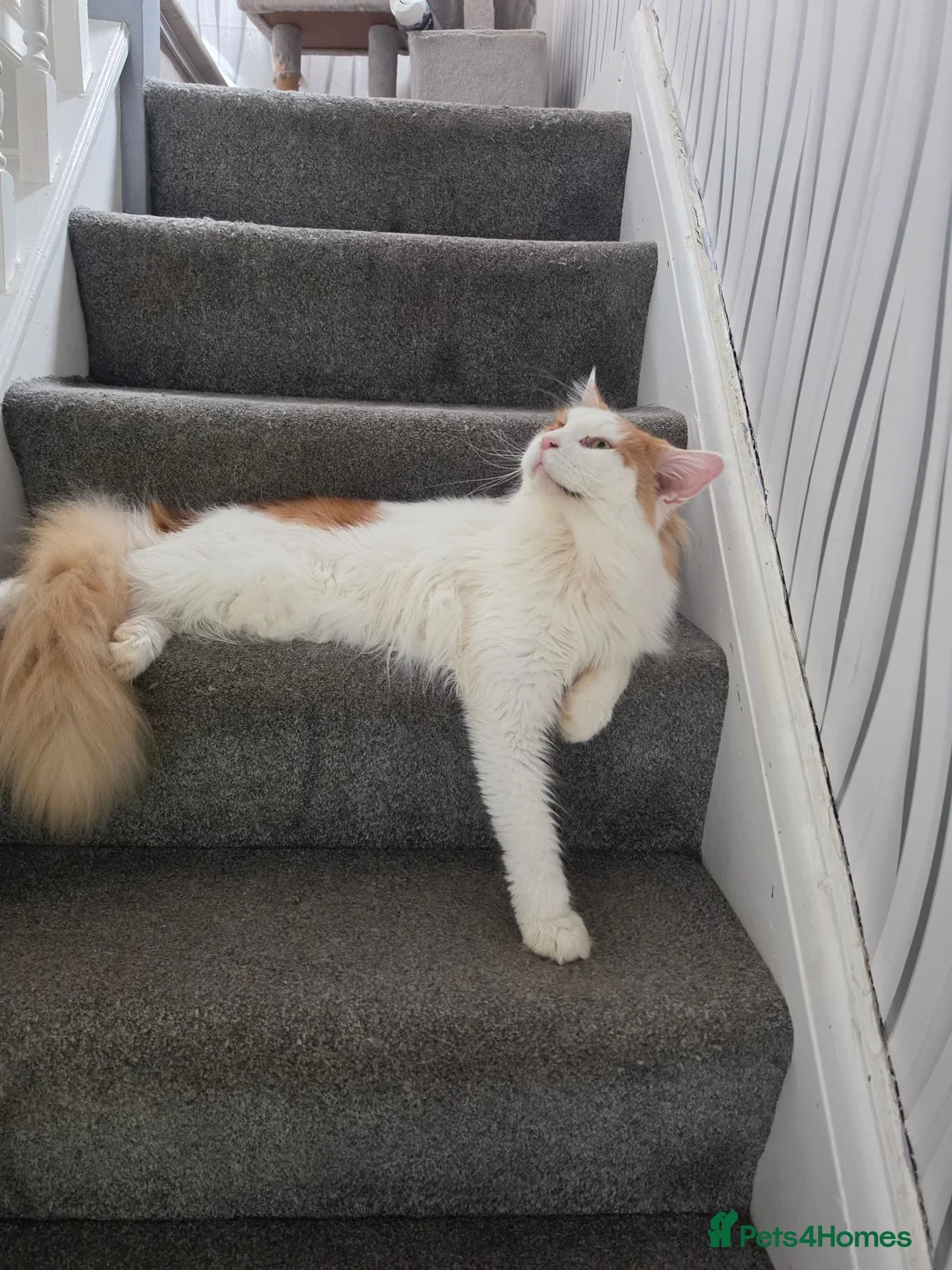 Maine Coon cats for stud: DUAL REGISTERED PROVEN  XXL BOY - Advert 2
