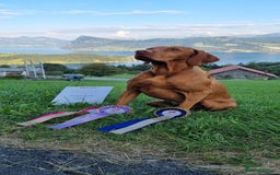 Hungarian Vizsla dogs for sale: Exceptional KC registered Hungarian Vizsla Litter - Image 15